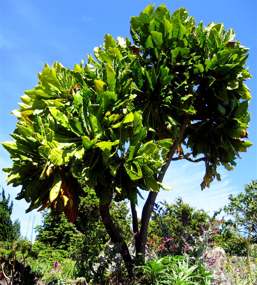 Meryta denhamii tree growing in cultivation at Manukau City, New Zealand