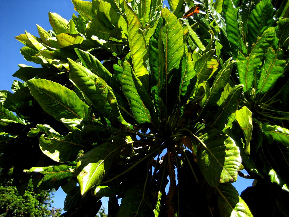 Foliage of Meryta denhamii, from a tree growing in cultivation at Manukau City, New Zealand