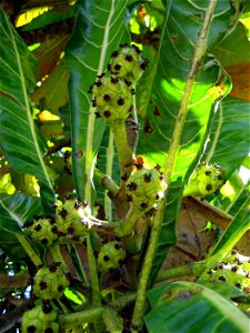 Fruits of Meryta denhamii, from a tree growing in cultivation at Manukau City, New Zealand