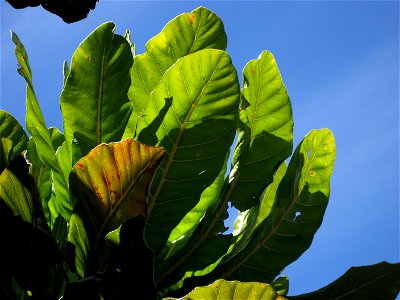 Foliage of Meryta denhamii, from a tree growing in cultivation at Manukau City, New Zealand