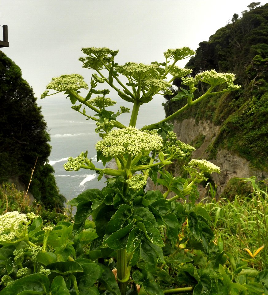 Angelica japonica high cliffs along walkway, Enoshima Island, Fujisawa, Kanagawa, Japan.