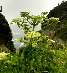 Angelica japonica high cliffs along walkway, Enoshima Island, Fujisawa, Kanagawa, Japan.