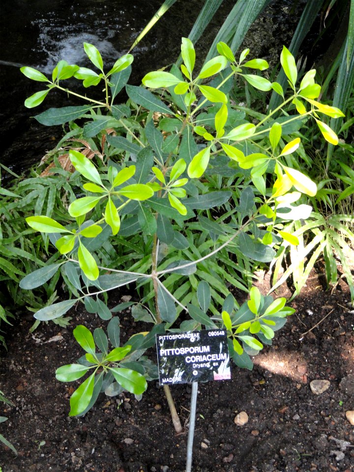 Pittosporum coriaceum specimen in the Jardin Botanique de Lyon, Parc de la Tête d'Or, Lyon, France.