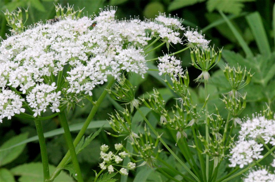 Chaerophyllum hirsutum