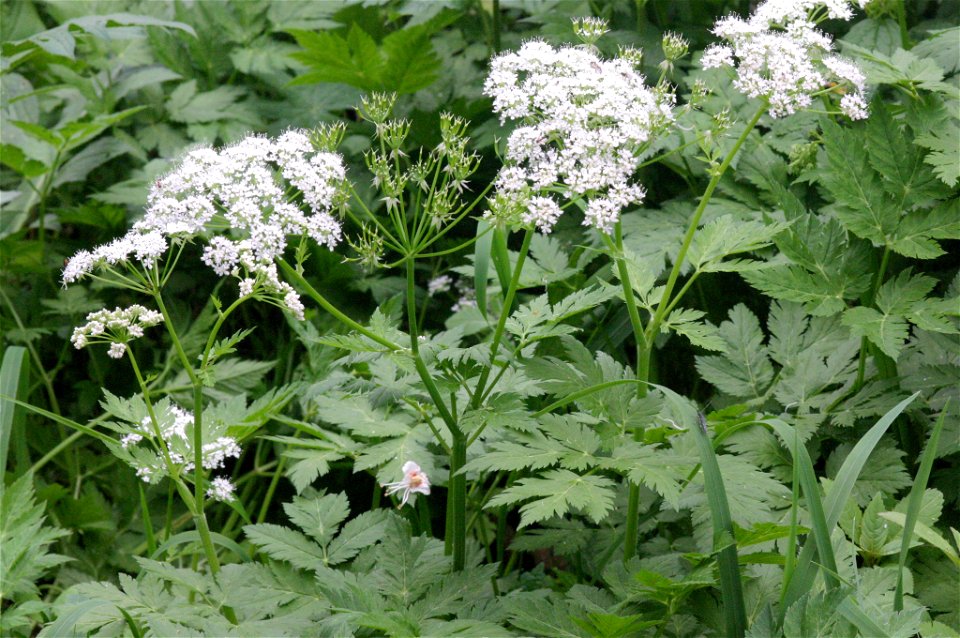 Chaerophyllum hirsutum