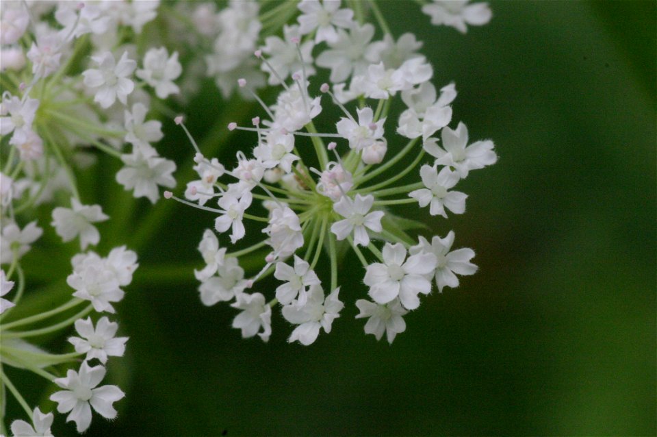 Chaerophyllum hirsutum