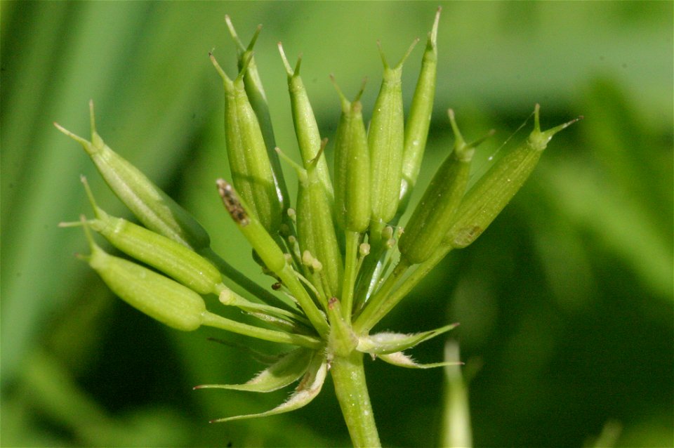 Chaerophyllum hirsutum