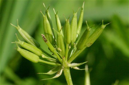 Chaerophyllum hirsutum