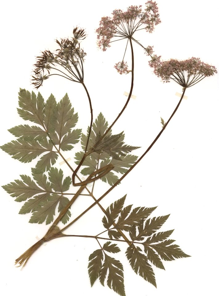 Chaerophyllum hirsutum, eigener Herbarbeleg von 1988, Unterfranken