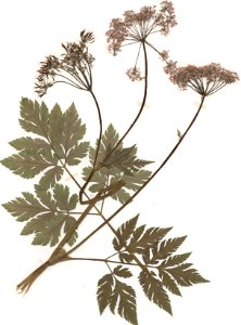 Chaerophyllum hirsutum, eigener Herbarbeleg von 1988, Unterfranken