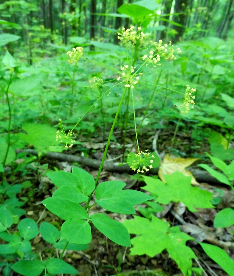 Taenidia integerrima, rich forested slope of Black Mountain, near "The Doubles" area, Harlan County, Kentucky.