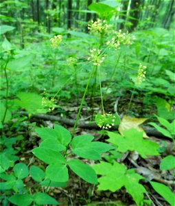 Taenidia integerrima, rich forested slope of Black Mountain, near "The Doubles" area, Harlan County, Kentucky. photo