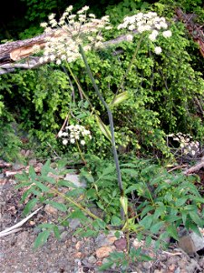 Kneeling Angelica photo