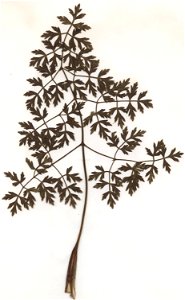 Peucedanum oreoselinum Stängelblatt, eigener Herbarbeleg von 1982, Unterfranken