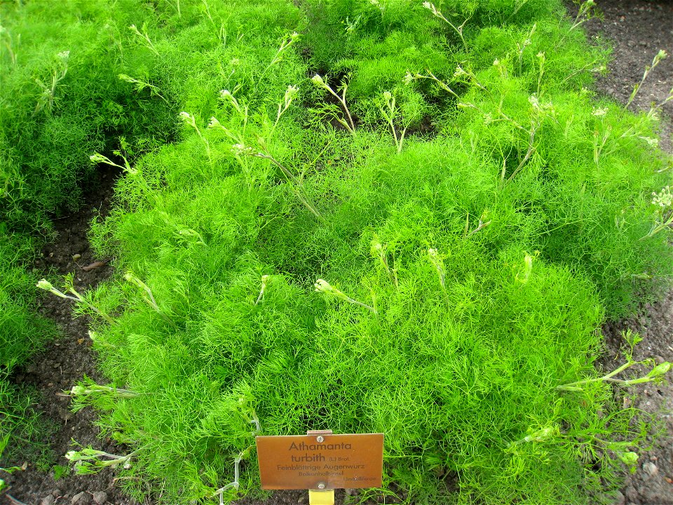 Athamanta turbith specimen in the Botanischer Garten, Berlin-Dahlem (Berlin Botanical Garden), Berlin, Germany.