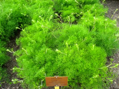 Athamanta turbith specimen in the Botanischer Garten, Berlin-Dahlem (Berlin Botanical Garden), Berlin, Germany. photo