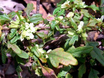 Wildflower Chatswood West, Australia. Possibly Xanthosia pilosa photo