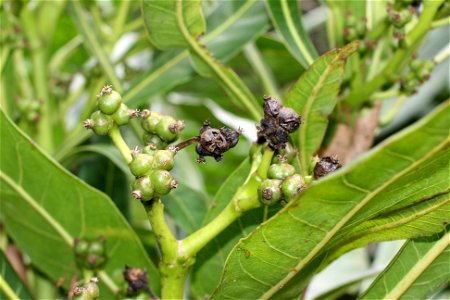Developing fruits of Broad-leaved Meryta (Meryta latifolia), endemic to Norfolk Island, Australia. Specimen growing in cultivation at Manukau City, New Zealand