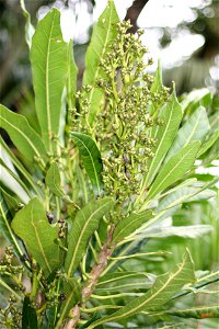 Fruiting panicle of Broad-leaved Meryta (Meryta latifolia), endemic to Norfolk Island, Australia. Specimen growing in cultivation at Manukau City, New Zealand photo