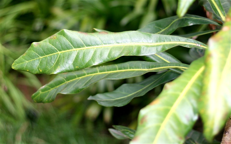 Leaf of Broad-leaved Meryta (Meryta latifolia), endemic to Norfolk Island, Australia. Specimen growing in cultivation at Manukau City, New Zealand
