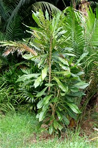 Broad-leaved Meryta (Meryta latifolia), endemic to Norfolk Island, Australia. Specimen growing in cultivation at Manukau City, New Zealand photo