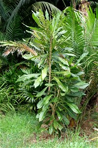 Broad-leaved Meryta (Meryta latifolia), endemic to Norfolk Island, Australia. Specimen growing in cultivation at Manukau City, New Zealand