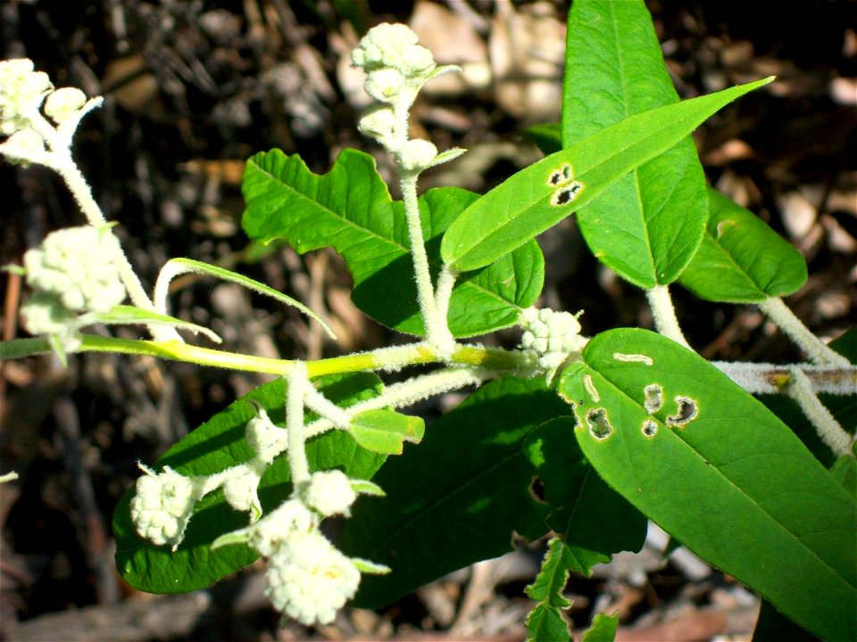 Bairne Track, Ku-ring-gai Chase National Park, Australia -  Astrotricha floccosa