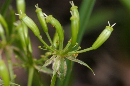 Chaerophyllum aureum photo