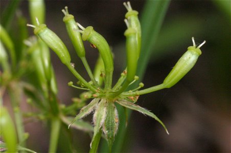 Chaerophyllum aureum