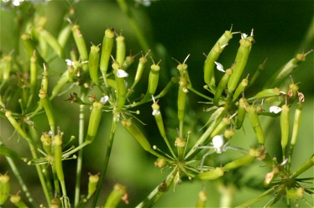 Chaerophyllum aureum photo