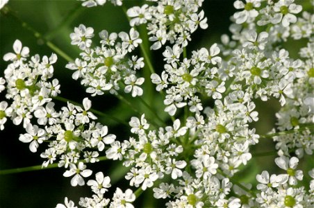 Chaerophyllum aureum photo