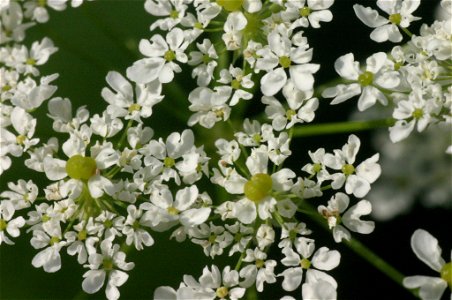 Chaerophyllum aureum photo