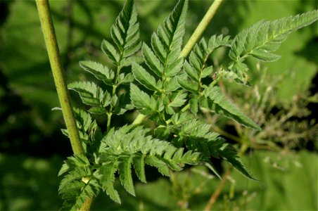 Chaerophyllum aureum photo