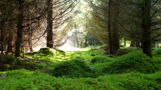 Trees nature magic