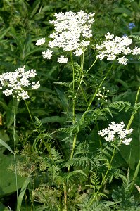 Chaerophyllum aureum photo