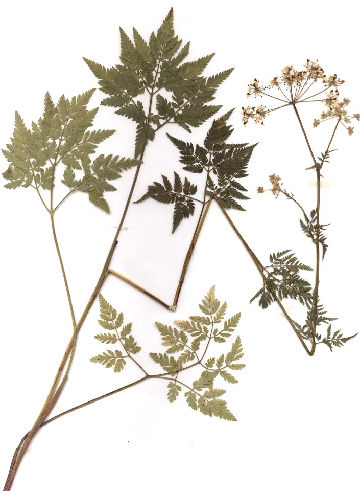 Chaerophyllum aureum, eigener Herbarbeleg von 1987, Unterfranken