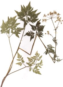 Chaerophyllum aureum, eigener Herbarbeleg von 1987, Unterfranken photo