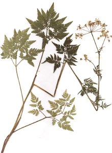 Chaerophyllum aureum, eigener Herbarbeleg von 1987, Unterfranken