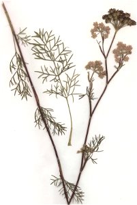 Seseli annuum, eigener Herbarbeleg von 1986, Unterfranken (Die Art sollte wegen ihrer Gefährdung und Seltenheit nicht gesammelt werden!)