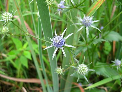 Eryngium integrifolium, found in high-quality wet meadow west of Breeding Swamp in White County,Tennessee. photo
