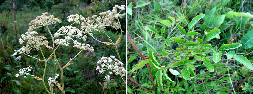 Angelica venenosa, Eastview Barrens, Hardin County, Kentucky. photo