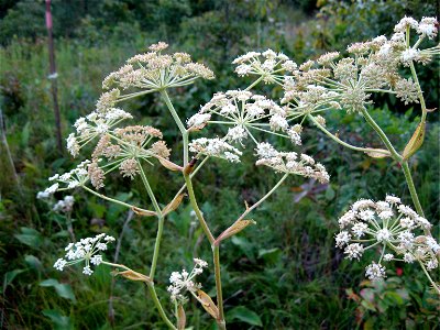 Angelica venenosa photo