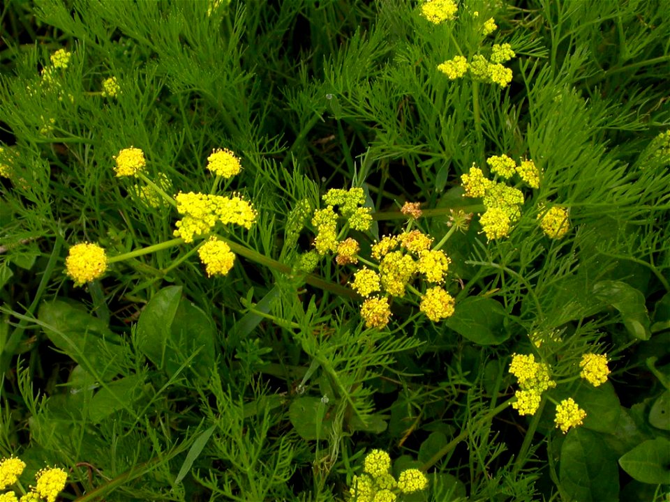 Image title: Bradshaws lomatium flower
Image from Public domain images website, http://www.public-domain-image.com/full-image/flora-plants-public-domain-images-pictures/flowers-public-domain-images-pi