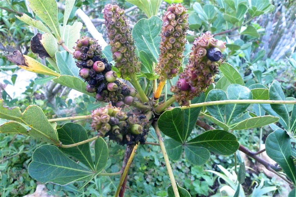 Cussonia thyrsiflora. The small Cape Coast Cabbage tree. Cape town.