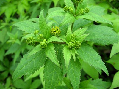 Sanicula odorata, forest near Hawk Creek, Laurel County, Kentucky. photo