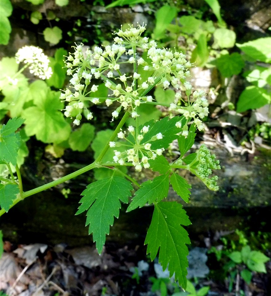 Thaspium chapmanii, barren-like openings at edge of woods along roadside, headwaters of Little McFarland Creek. Monroe County, Kentucky.