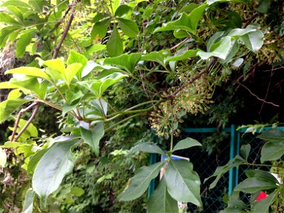 Eleutherococcus spinosus, sunny weedy roadsides through the hills around Hiraoka Park, Higashiōsaka, Osaka, Japan. photo