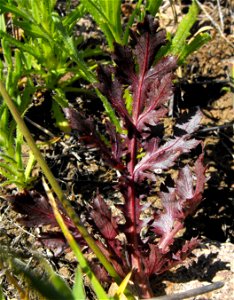 Purple leaf of purple sanicle, Sanicula bipinnatifida, at Sycamore Canyon, San Diego, California, USA.