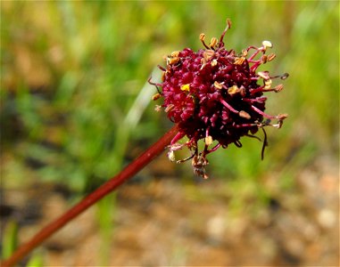 Sanicula bipinnatifida at Sycamore Canyon, San Diego, California, USA. photo