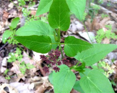 Thaspium trifoliatum in dry south-facing calcareous woodland on forested slope. Trails behind the Fontanel Mansion, Davidson County, Tennessee.